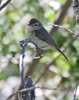 Warbling Vireo western group